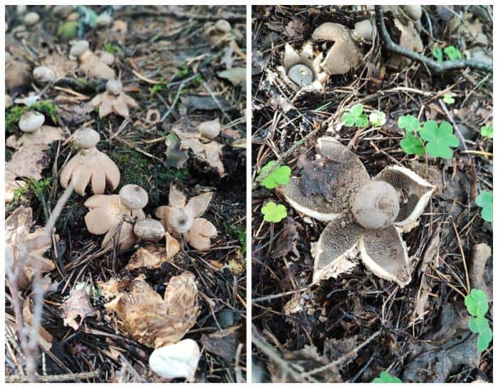 Гриб-цветок: уральцы обнаружили необычный звездовик в екатеринбургском лесу