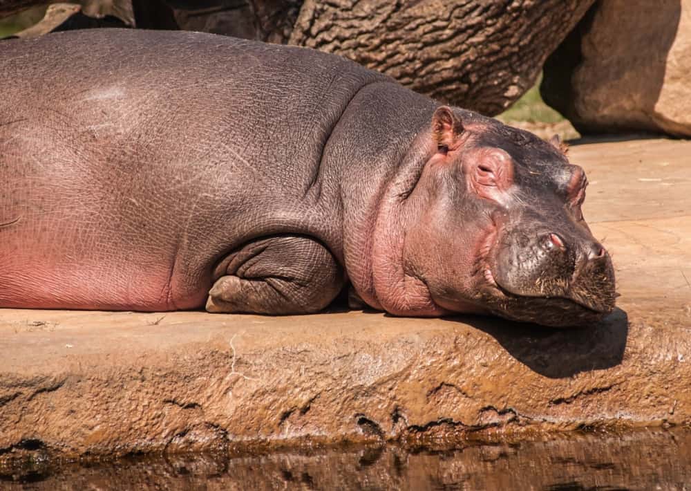 Санкции ударили даже по бегемотам: Ева из екатеринбургского зоопарка осталась без чешского жениха