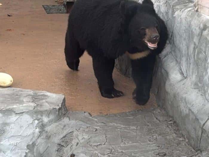 В Кольцово прилетела 245-килограммовая медведица: скоро её увидят в екатеринбургском зоопарке
