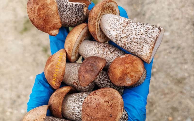 Где в Нижнем Тагиле ещё есть грибы: свежие отчёты грибников