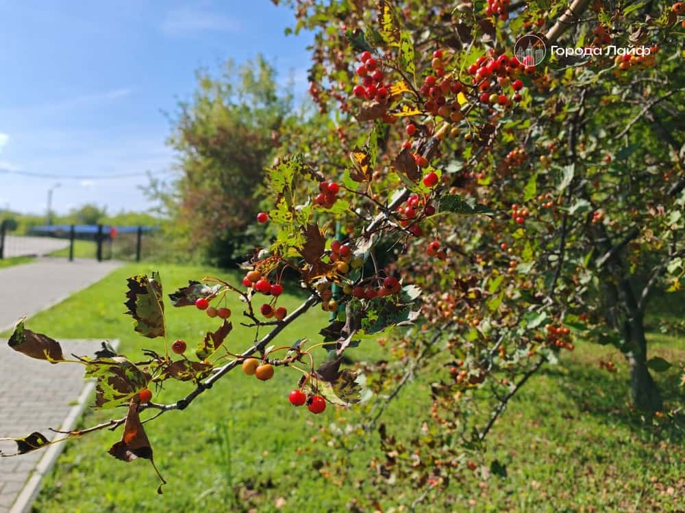 Дата Василисы-Льняницы 3 сентября 2025: народные приметы, запреты и советы