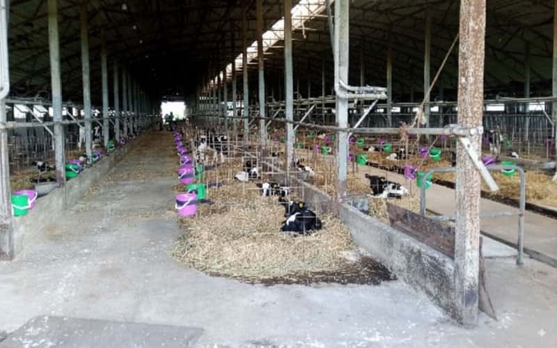 Совхоз «Шумихинский» под Нижним Тагилом продают за копейки: цена упала в 10 раз