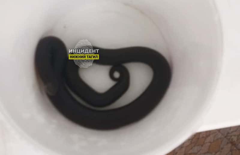 Поход за грибами в Нижнем Тагиле закончился больницей: змея укусила грибника