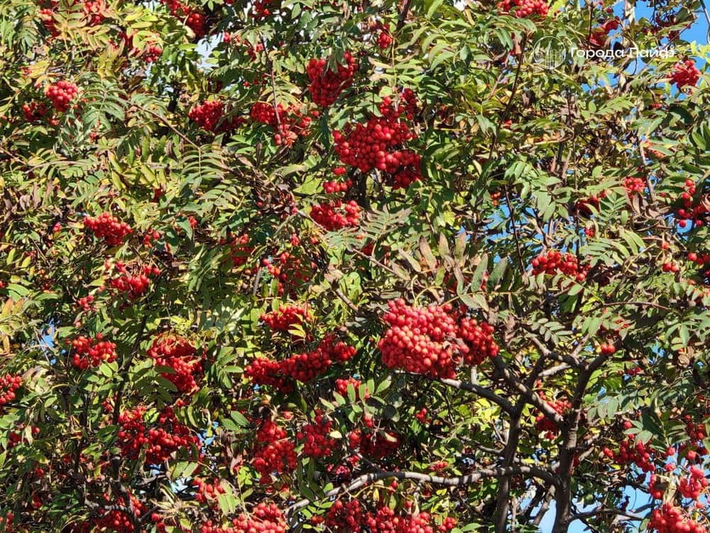 23 сентября: что нельзя делать в день Петра и Павла Рябинников