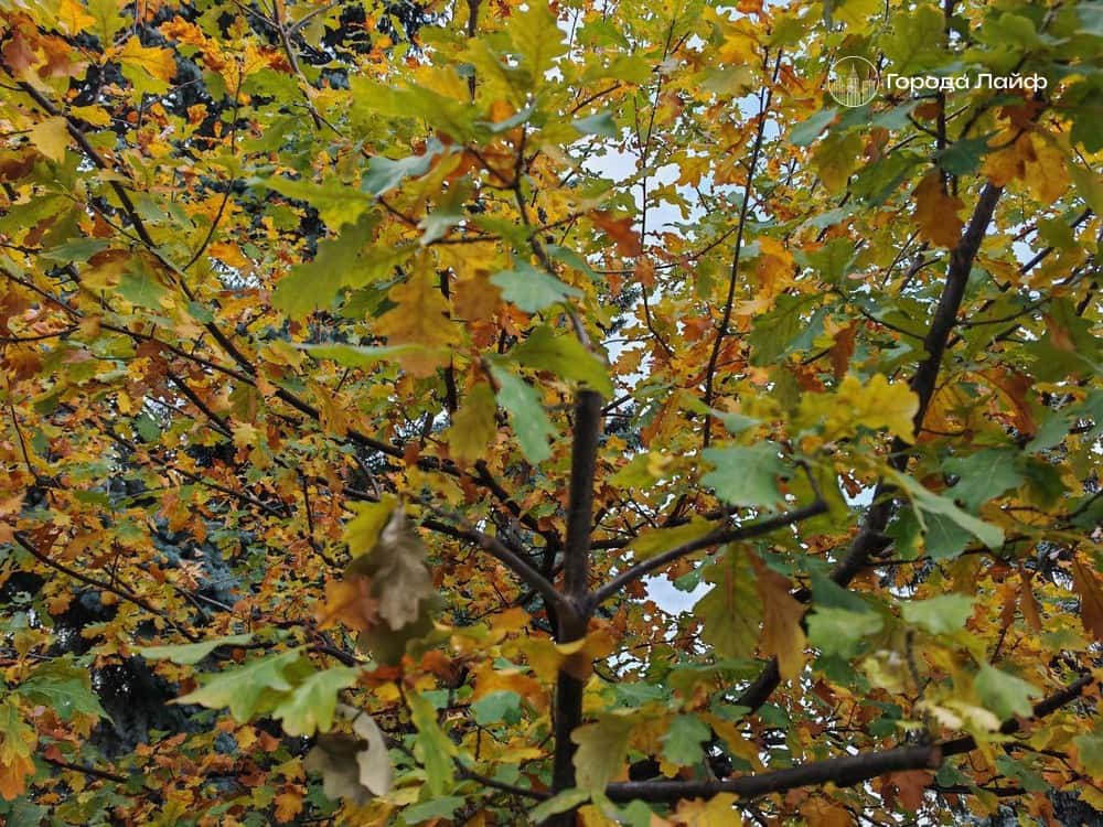 Погода в Нижнем Тагиле на 30 сентября: до +8°C и высокая влажность