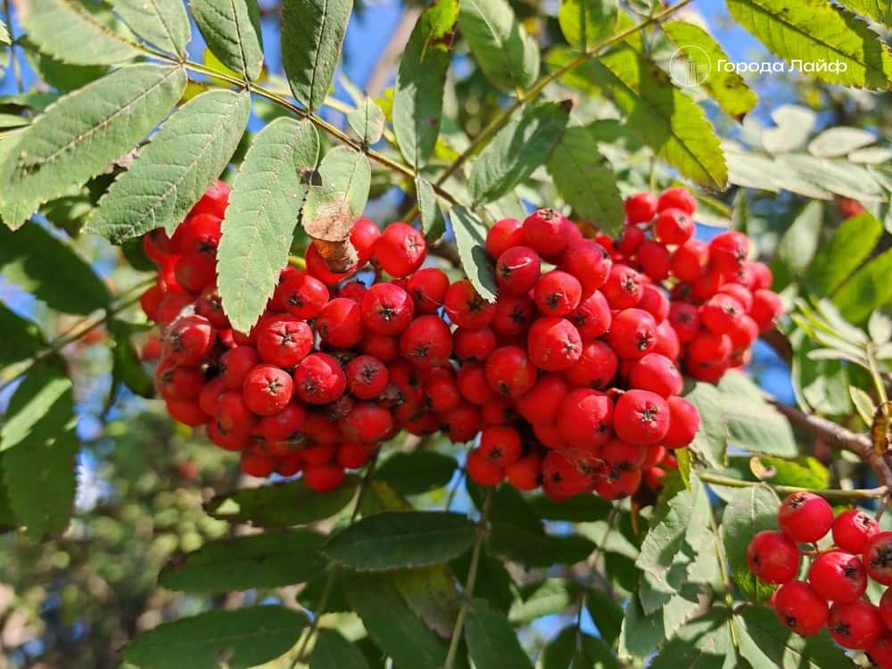 В народном календаре 7 октября отмечают день Фёклы Заревницы