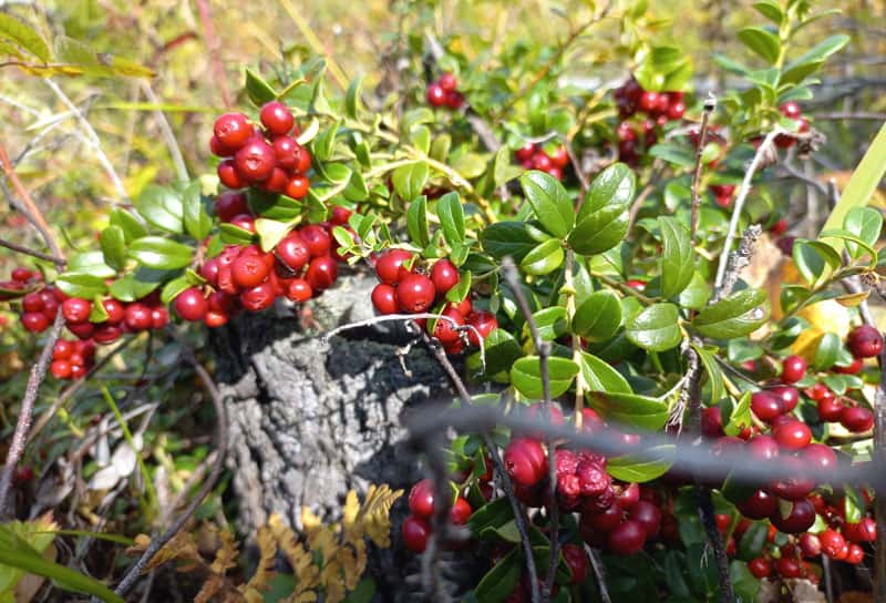 Эксперт Махова раскрыла правду о бруснике: как ягода защищает от тяжелых металлов и укрепляет иммунитет