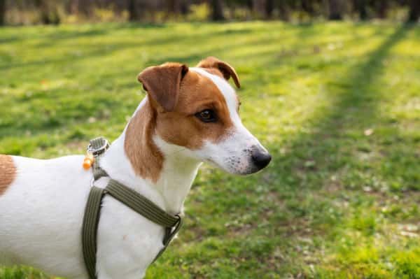 Как избежать синдрома Хатико: кинологи рассказали о правилах здоровой привязанности собаки