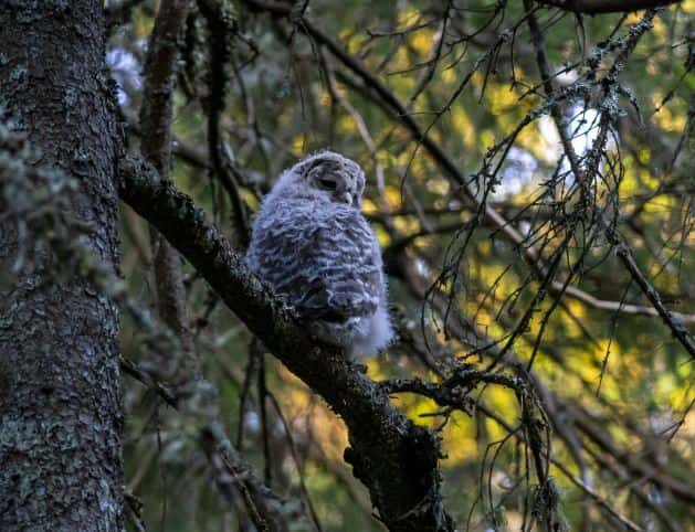 Центр реабилитации диких животных «Солнечная птица» в Нижнем Тагиле расширяется