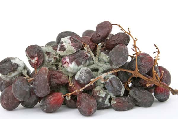 Плесень на овощах и фруктах: фармаколог предупредил о скрытой угрозе для здоровья