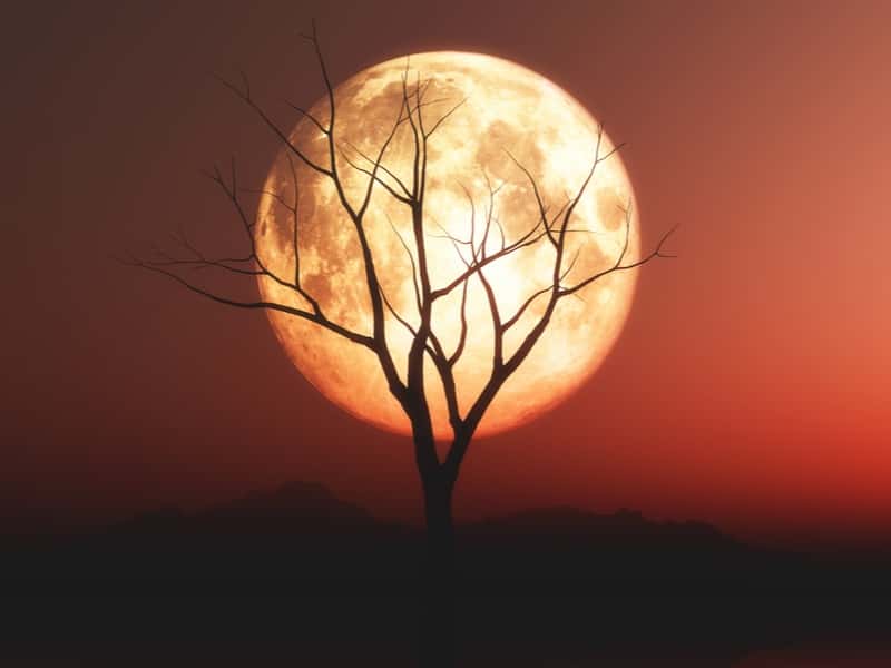 Космонавт Юрчихин заявил о возможном наличии микроорганизмов на Луне