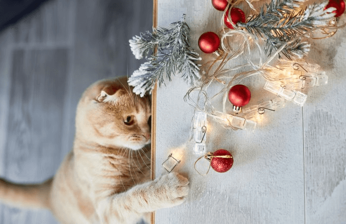 Диффузоры и ароматизаторы опасны для питомцев: ветеринар предупредил о риске аллергии и отравлений