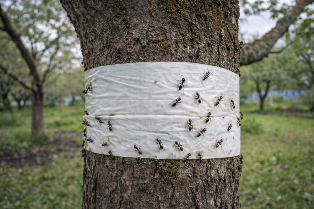 Обвязал яблони лентой в апреле — муравьи и тля ушли за два дня