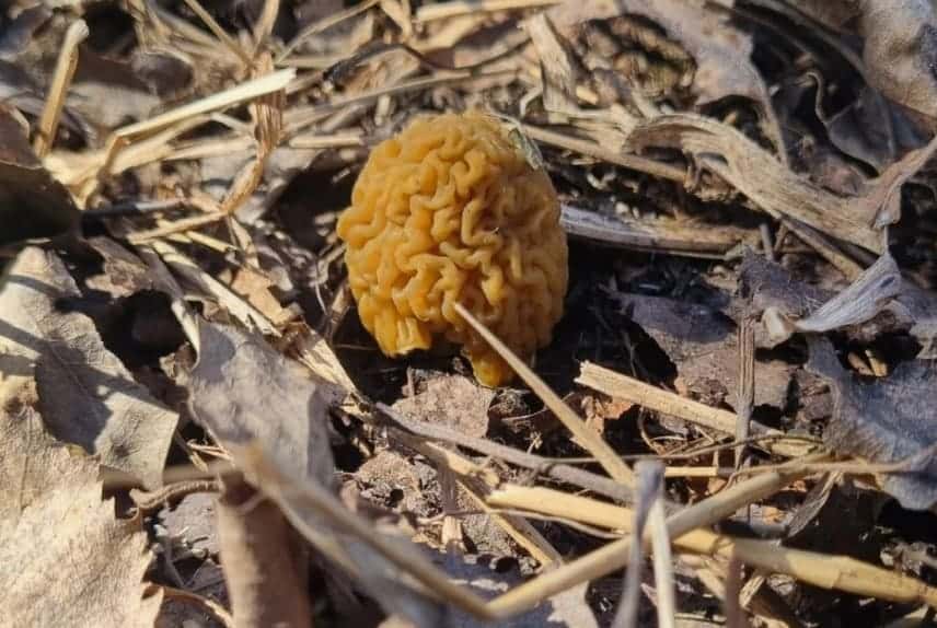 Тихая охота началась: свердловчане нашли первые весенние сморчки