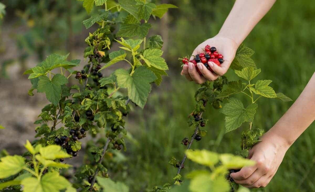 Сушу почки со смородины — запас смородинового чая на целый год: плесень не страшна