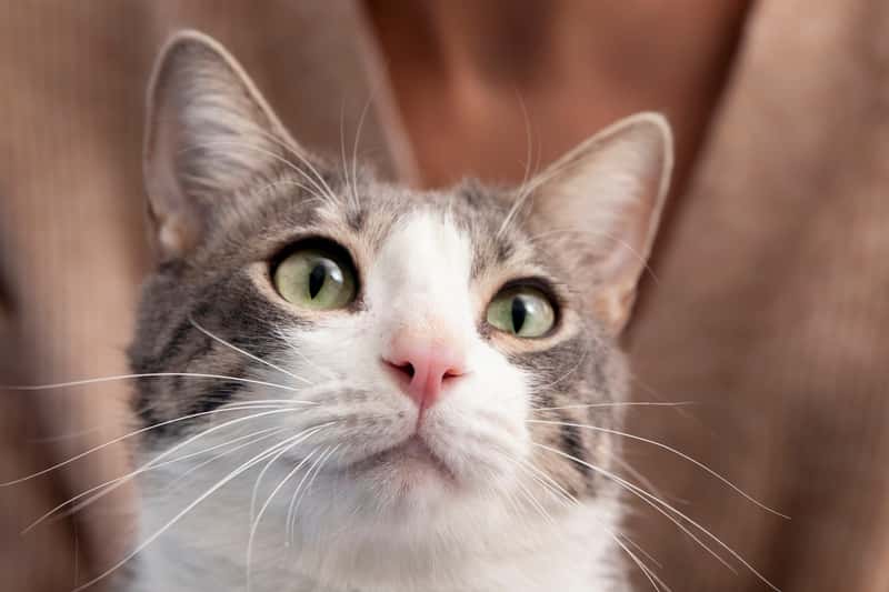 10 признаков того, что кошка вас защищает, а не просто хулиганит — зоопсихологи объясняют 