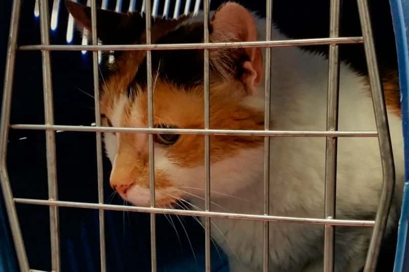 Как узнать, вывелись ли глисты у кошки? Когда можно быть уверенным в результате