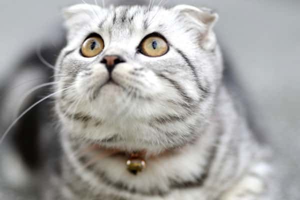 Сядет на шею — и всё: 10 вещей, которые нельзя позволять кошке, если дорожите нервами