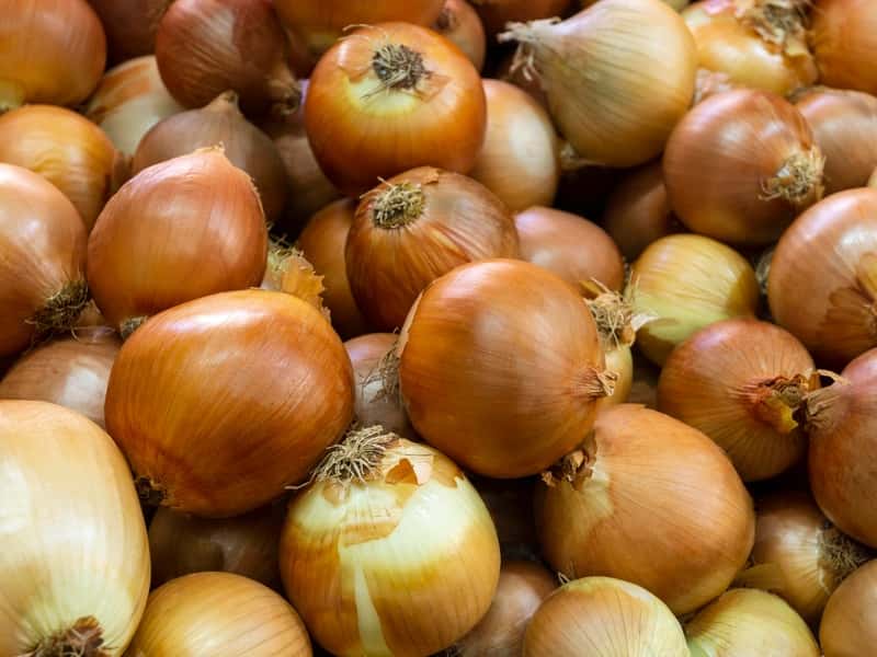 Лунный календарь лука 2026: чтобы рос лук, а не ваша паника – истории, таблицы и никакого фанатизма