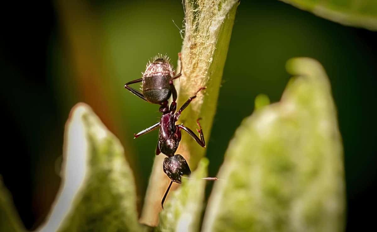 2 способа защитить свои деревья от тли, которую муравьи разводят на листьях — не химия