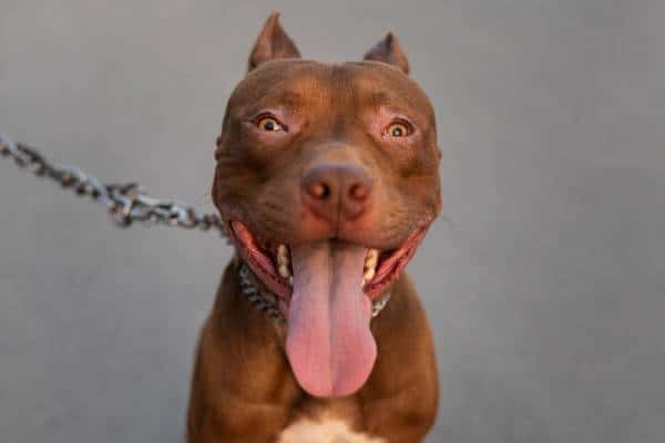 Ни один кобель не заболел от отсутствия самки: зооработник рассказал о том, что чувствует пёс без «женщины» 