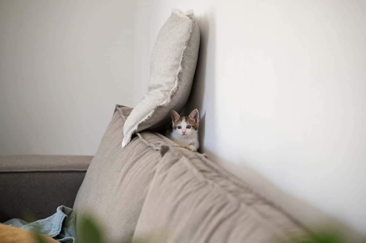 Сразу после стерилизации? А вот и нет: 6 причин, почему кошка писает в кровать