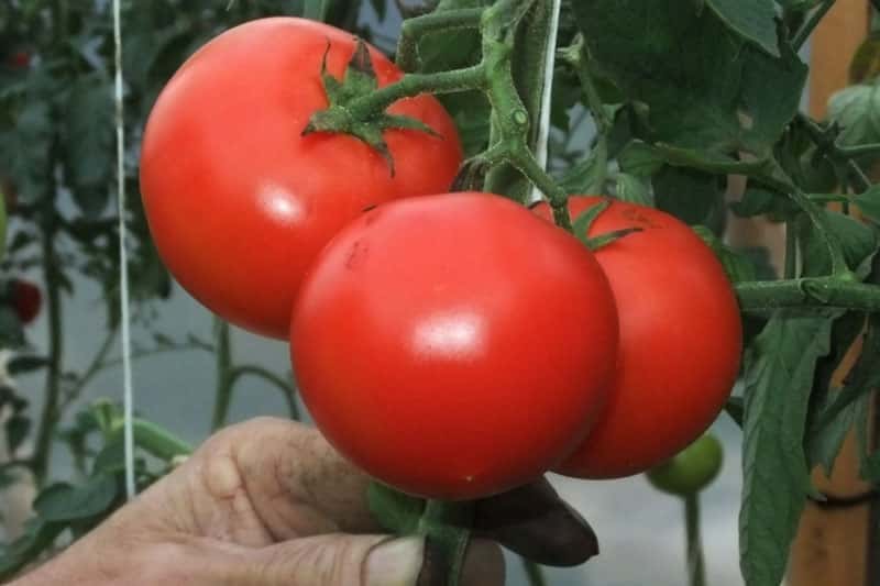 1 грамм монокалийфосфата на 1 литр воды — и рассада томатов перестаёт вытягиваться: результат за 5 дней