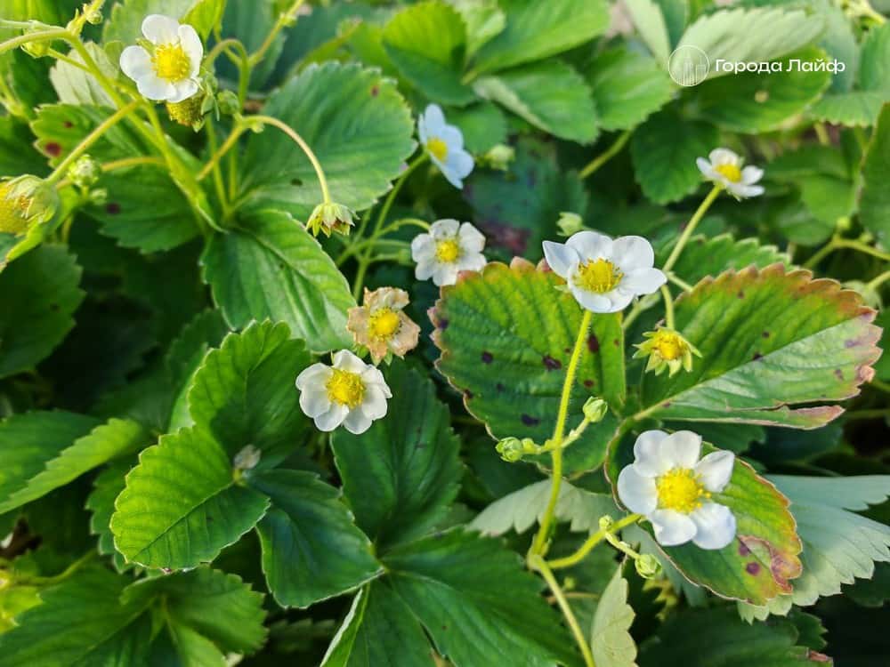 Как кошка с собакой: какие дачные растения уживаются друг с другом, а какие — лучше рассадить 