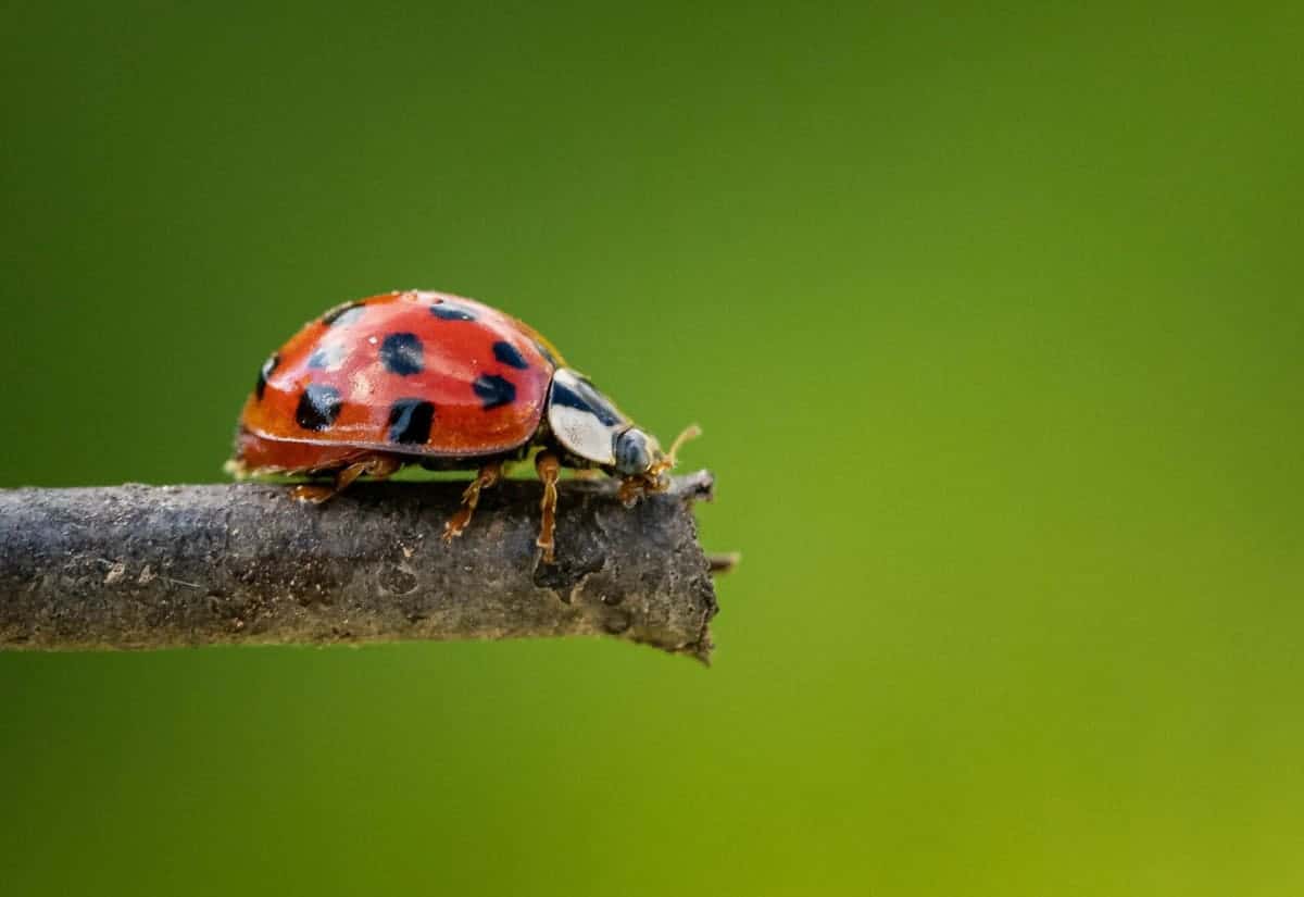 Жук-лежебока? Нет, жук-убийца: сколько вредителей съедает взрослая божья коровка за день