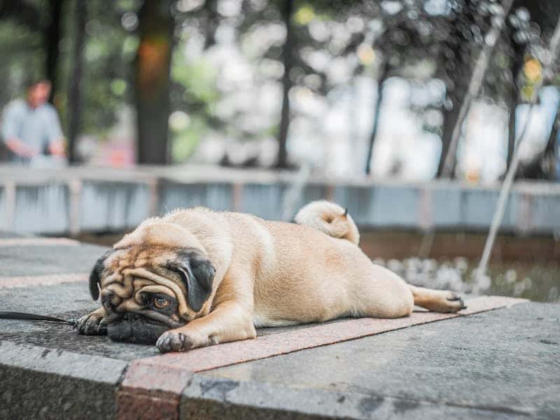 Особенно мопсы и бульдоги: что делать, если собака на прогулке просто берёт и ложится на траву — тащить силком нельзя 