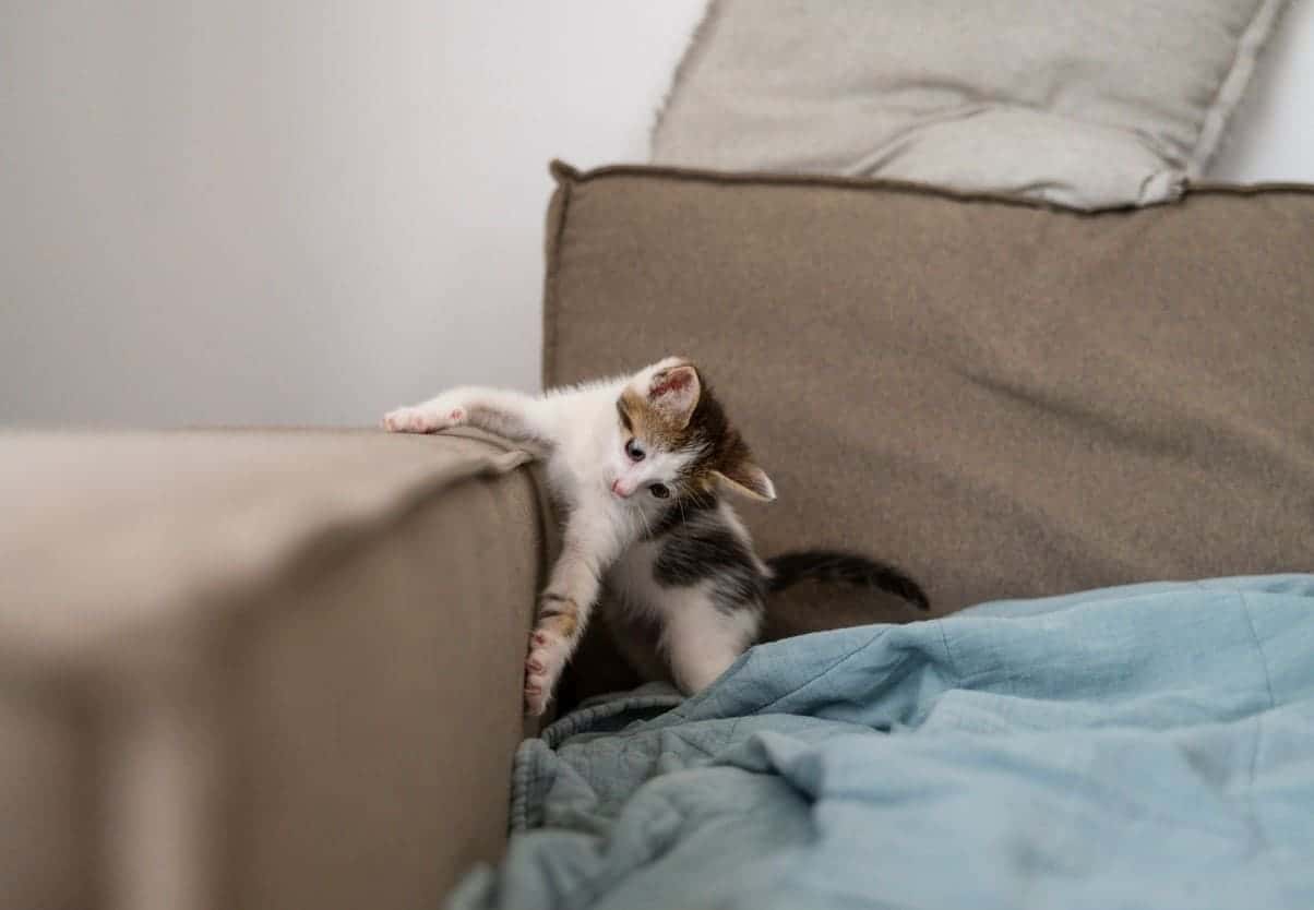 Диван в лохмотья, провода перекушены: почему кошка грызёт всё подряд и как это остановить