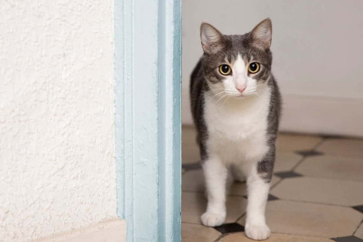 Кошка просит открыть, но заглядывает и уходит: что это значит — зоопсихологи объясняют 