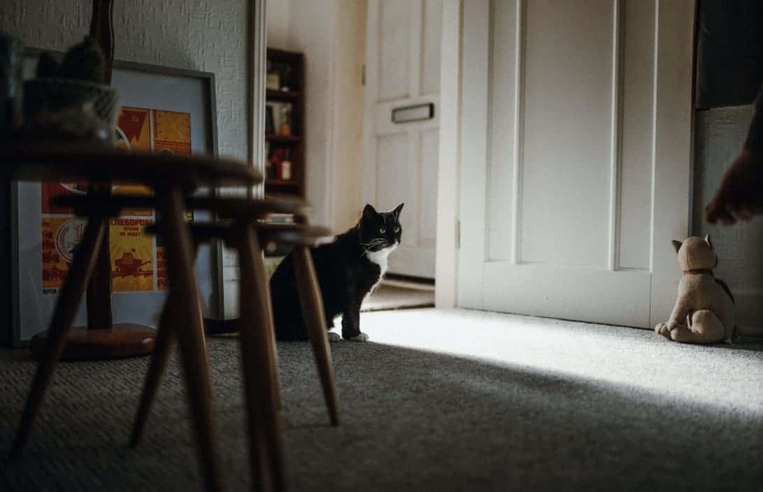 Как кошка решает, подойти или остаться на расстоянии: нейробиология кошачьего выбора