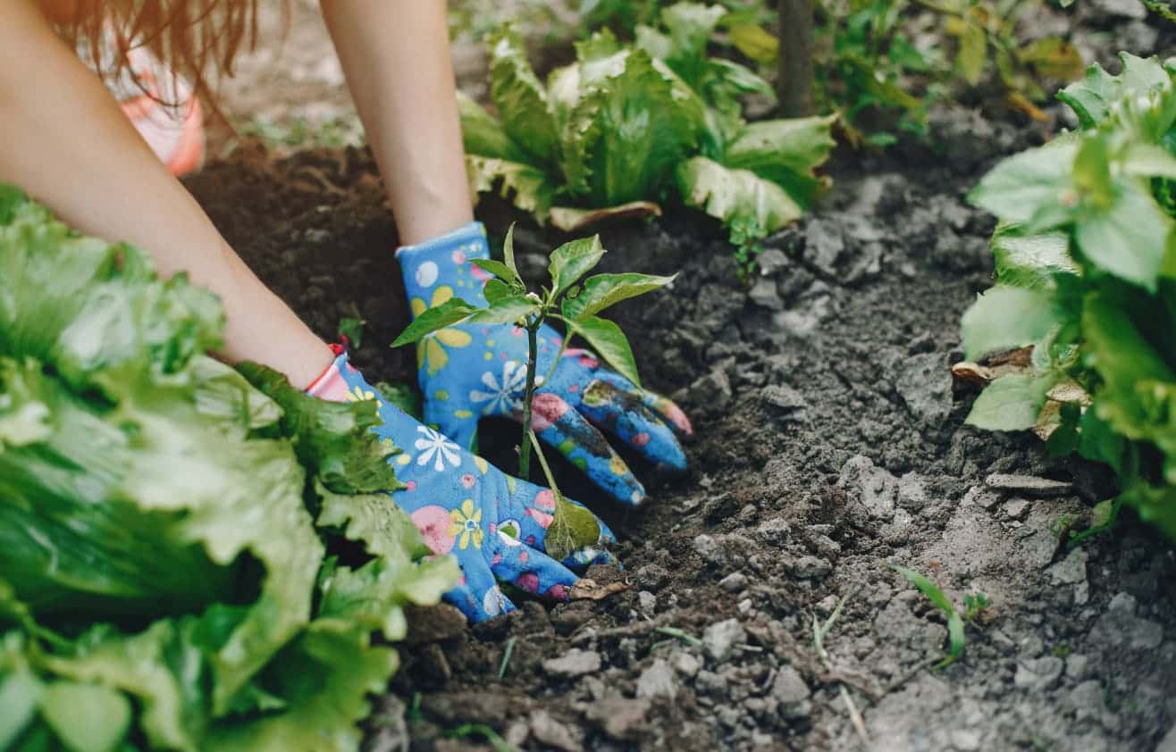 Что посадить в саду в конце апреля — начале мая: ягоды, овощи и фрукты для богатого урожая