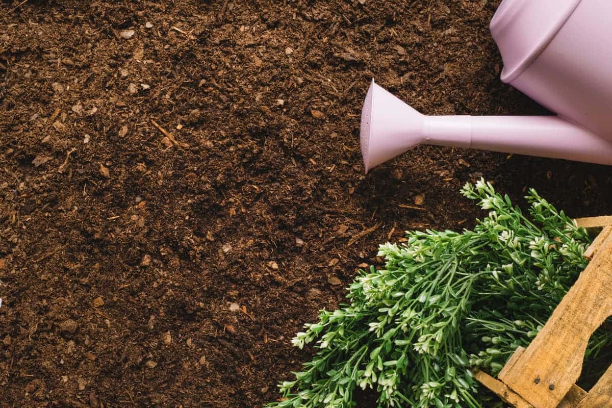 «Мульча убивает растения»: 7 ошибок, которые превращают защиту во вред