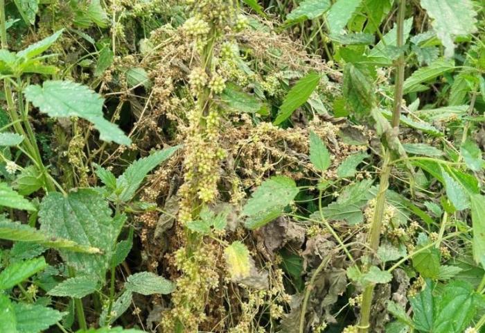 Повилика в Свердловской области: как борются с опасным сорняком | Россельхознадзор выявил очаги повилики в Красноуфимском округе Повилика в Свердловской области: как борются с опасным сорняком | Россельхознадзор выявил очаги повилики в Красноуфимском округе