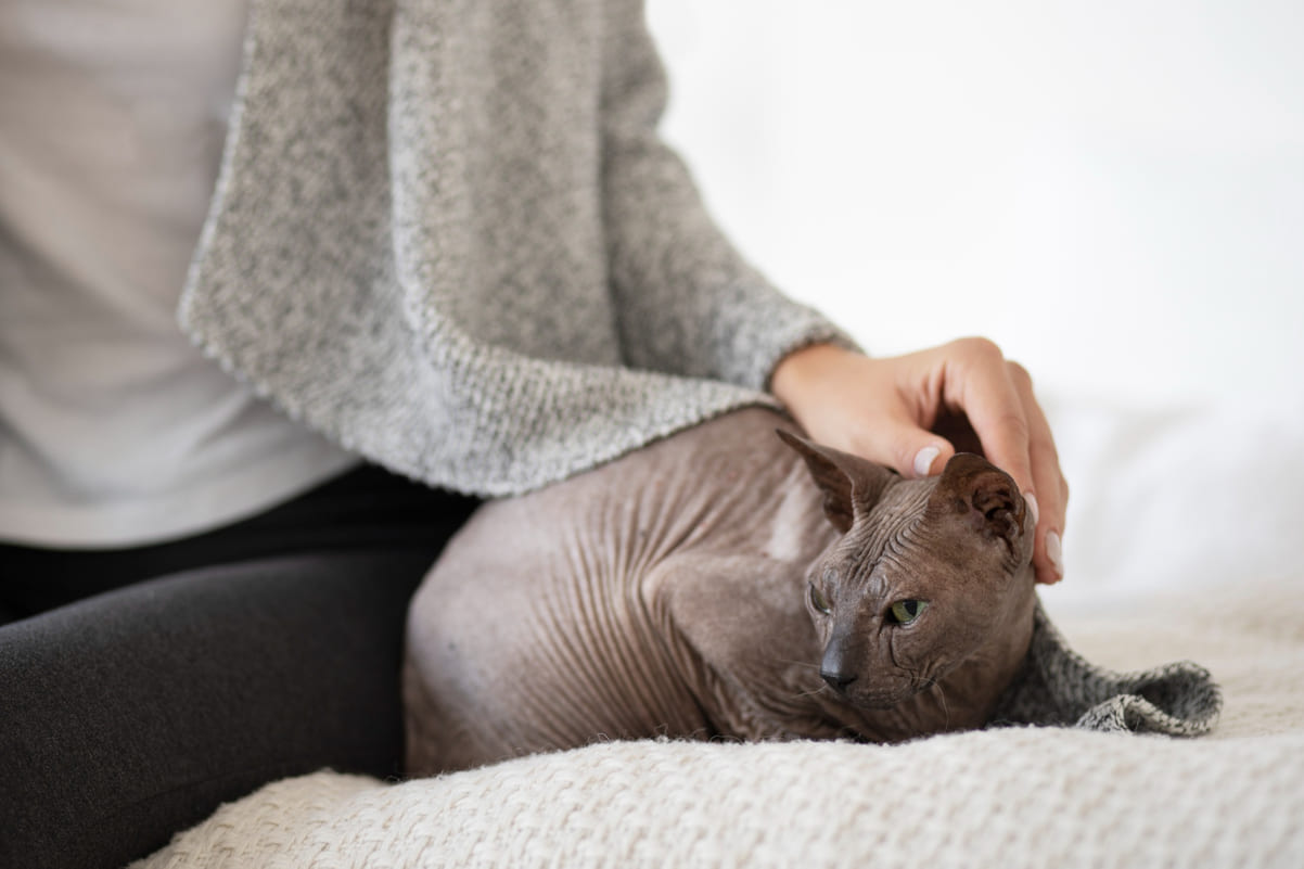 Опасные породы кошек для семей с детьми: кого лучше не брать, если вы новичок — советы экспертов и ветеринаров