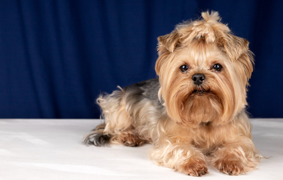 Их выводили для охоты на крыс: 10 особенностей йорка, которые надо знать перед их покупкой 