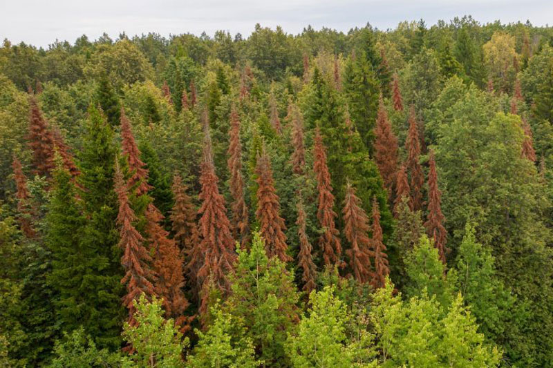 Россельхознадзор сообщил о карантине в Ревде: выявлен западный цветочный трипс | В Свердловской области из-за опасного вредителя приостановили реализацию растений Россельхознадзор сообщил о карантине в Ревде: выявлен западный цветочный трипс | В Свердловской области из-за опасного вредителя приостановили реализацию растений