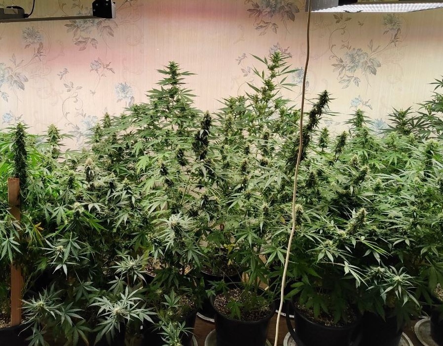 В Нижнем Тагиле обнаружена плантация растительного наркотика