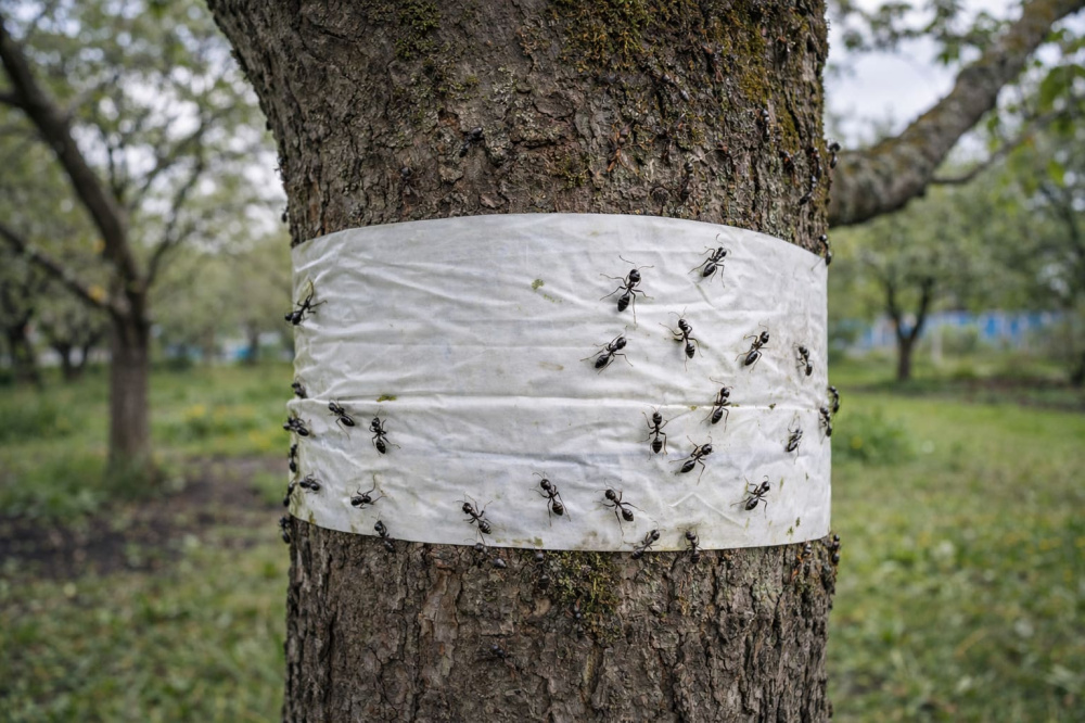 Обвязал яблони лентой в апреле — муравьи и тля ушли за два дня | Апрельский лайфхак: как избавиться от муравьёв и тли на яблонях за 2 дня без химии Обвязал яблони лентой в апреле — муравьи и тля ушли за два дня | Апрельский лайфхак: как избавиться от муравьёв и тли на яблонях за 2 дня без химии