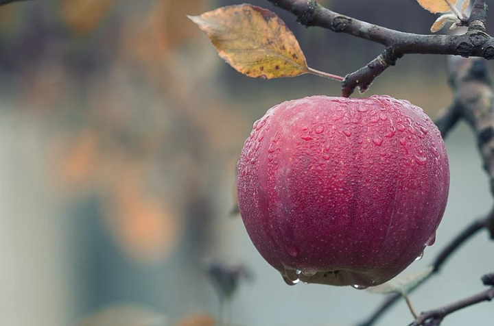 Жители Екатеринбурга подарили зоопарку 3 тонны яблок Жители Екатеринбурга подарили зоопарку 3 тонны яблок