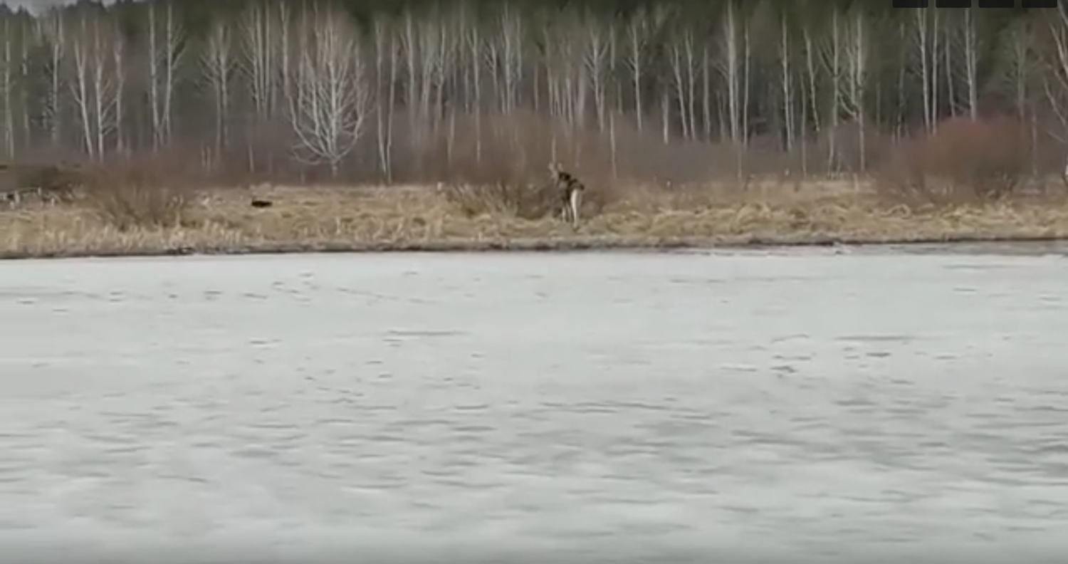 Вчера на Выйском пруду лось провалился в воду, но смог самостоятельно выбраться, сообщили спасатели Вчера на Выйском пруду лось провалился в воду, но смог самостоятельно выбраться, сообщили спасатели