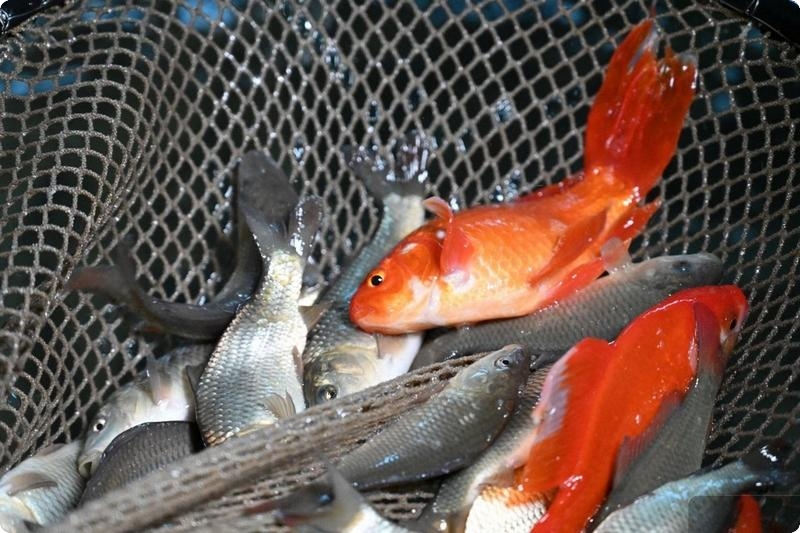 Более 90 тысяч молоди форели вырастят в Свердловской области для продбезопасности | На Урале вырастят более 90 тысяч молоди форели Более 90 тысяч молоди форели вырастят в Свердловской области для продбезопасности | На Урале вырастят более 90 тысяч молоди форели