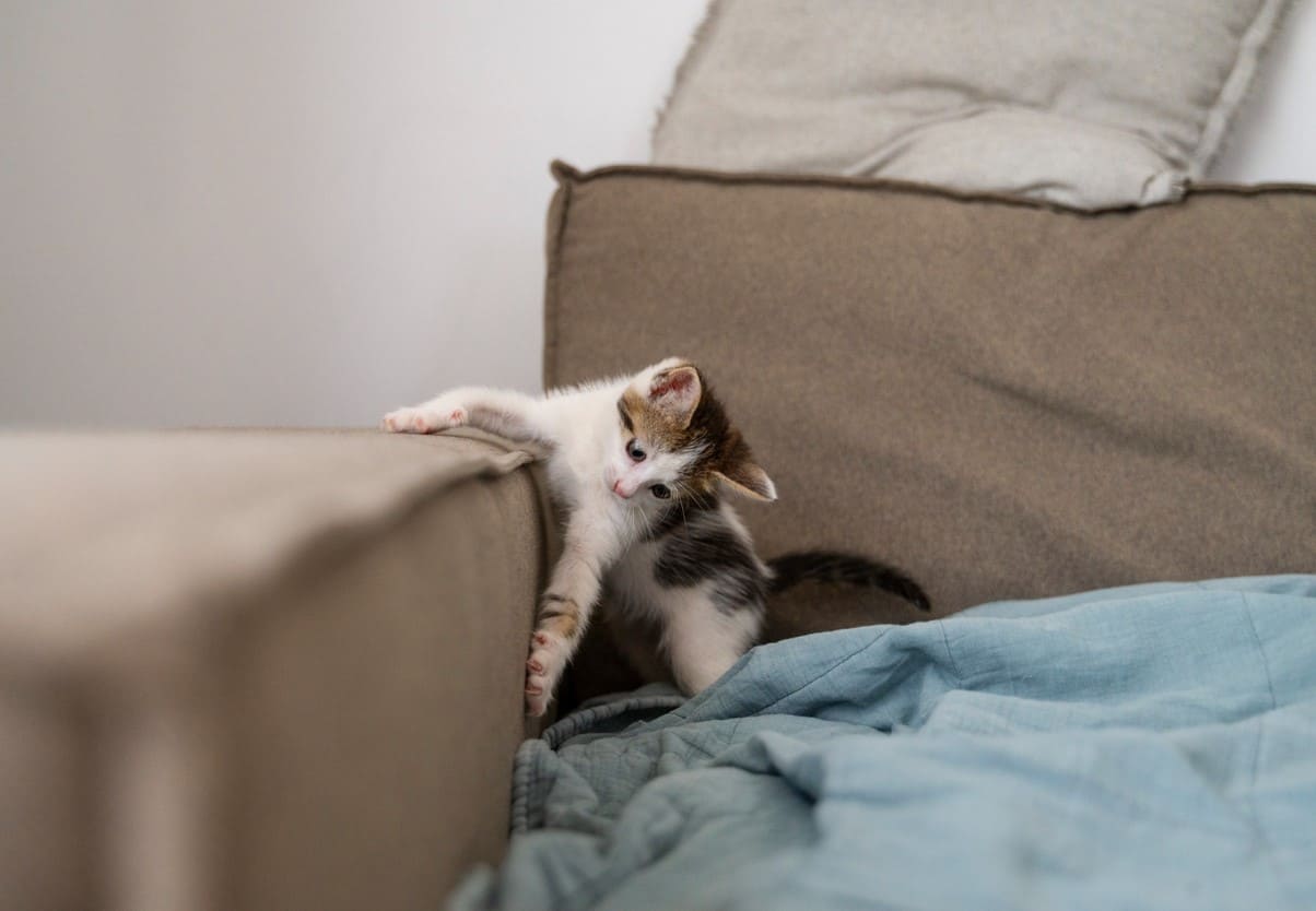 ����� � ��������, ������� ����������: ������ ����� ����� �� ������ � ��� ��� ����������