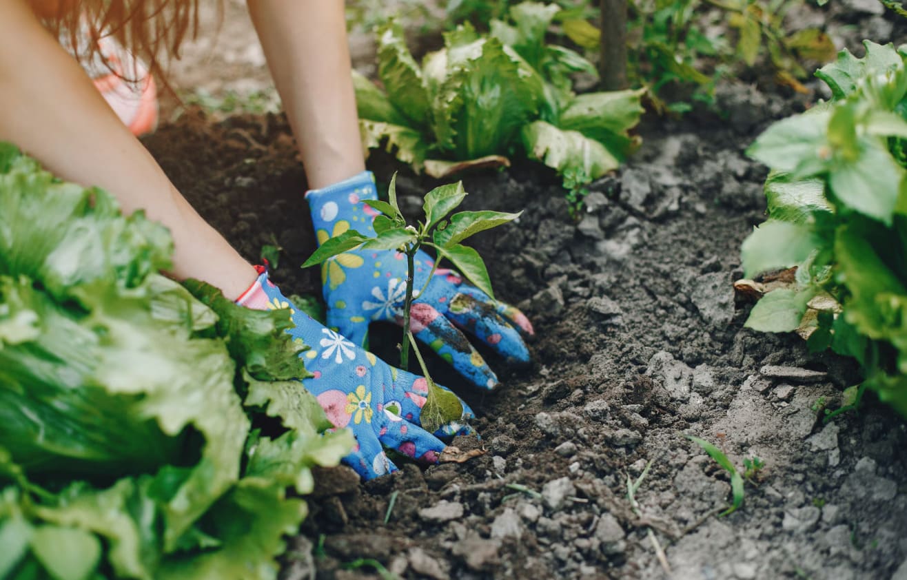 Что посадить в саду в конце апреля — начале мая: ягоды, овощи и фрукты для богатого урожая