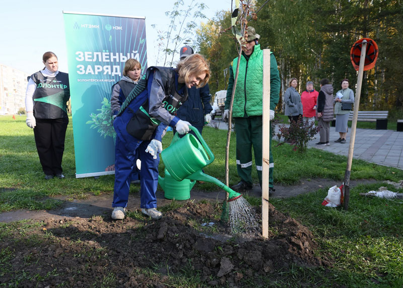В Нижнем Тагиле высадили рябины на площади Танкостроителей: акция «Зелёный заряд» объединила горожан | На площади Танкостроителей в Нижнем Тагиле высадили 14 рябин в рамках программы озеленения