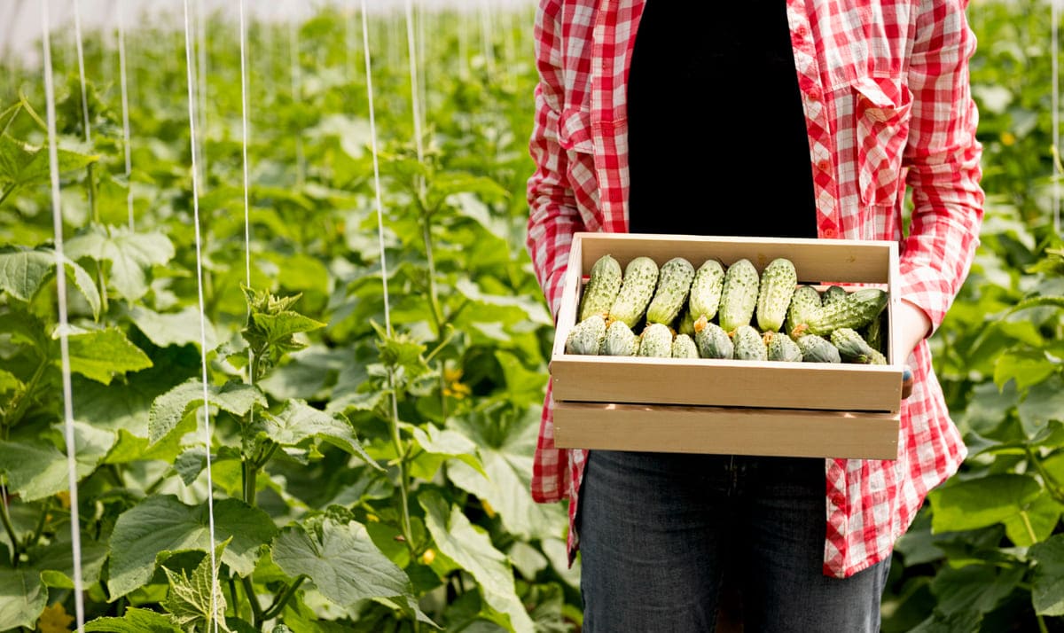 Рассада вытянулась до 15 см? Не спешите в компост: этот дачник получает плети до 3 метров