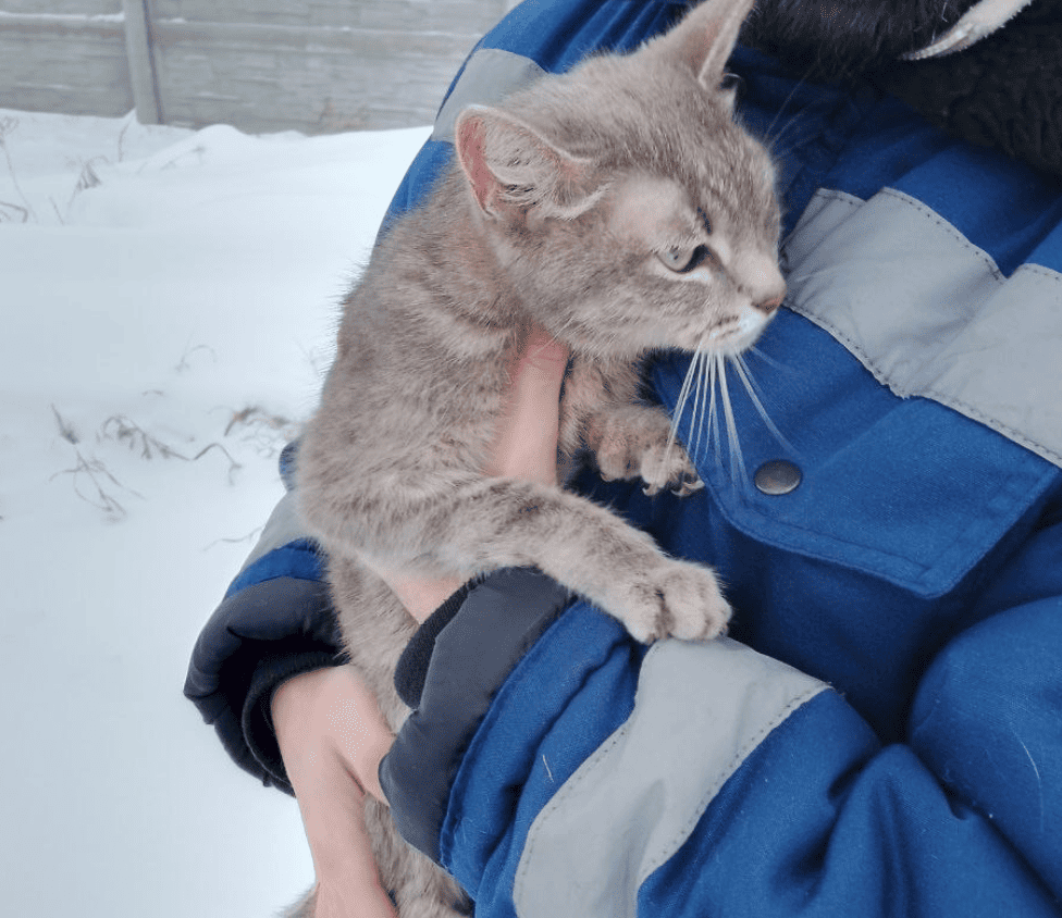 Тагильский живодёр выкинул кошку в мусорный бак в сильный мороз | Кошку спасли из мусорного бака в 30-градусный мороз в Нижнем Тагиле