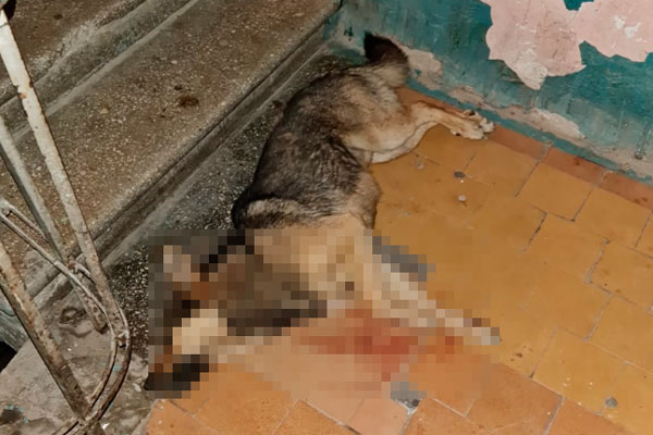 «Люди — звери». Жители дома по ул. Краснофлотской в Нижнем Тагиле забили собаку и бросили ее труп прямо в подъезде